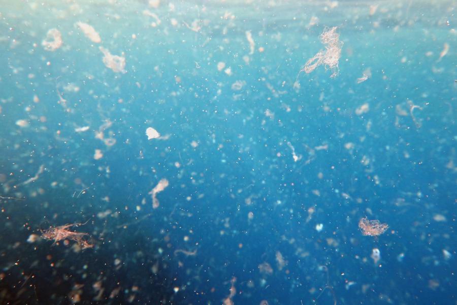 Detectan microplásticos en coquina de fango de los estuarios del Guadalquivir y Guadiana
