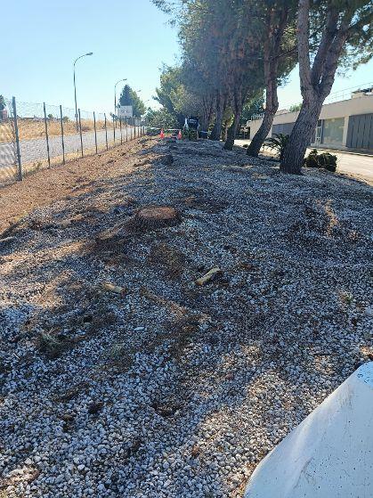 Sorpresa por la tala de árboles junto al Hospital