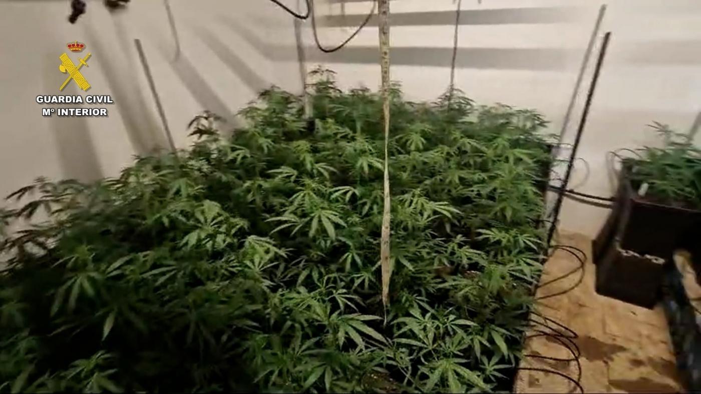 La plantación intervenida. - DGGC