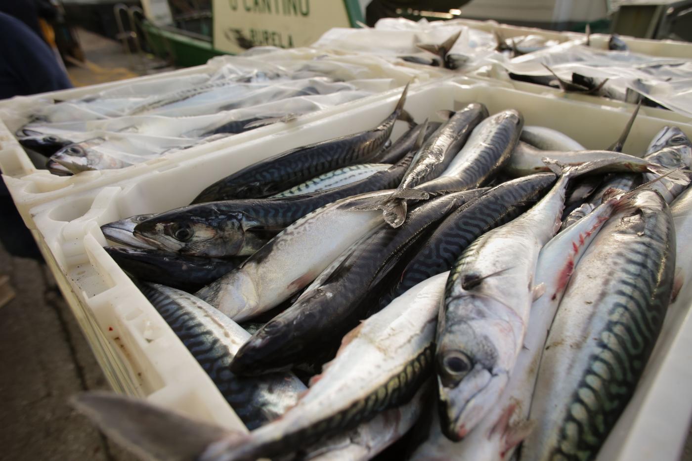 192 buques de arrastre tendrán un 80% más de días de pesca por utilizar puertas voladoras