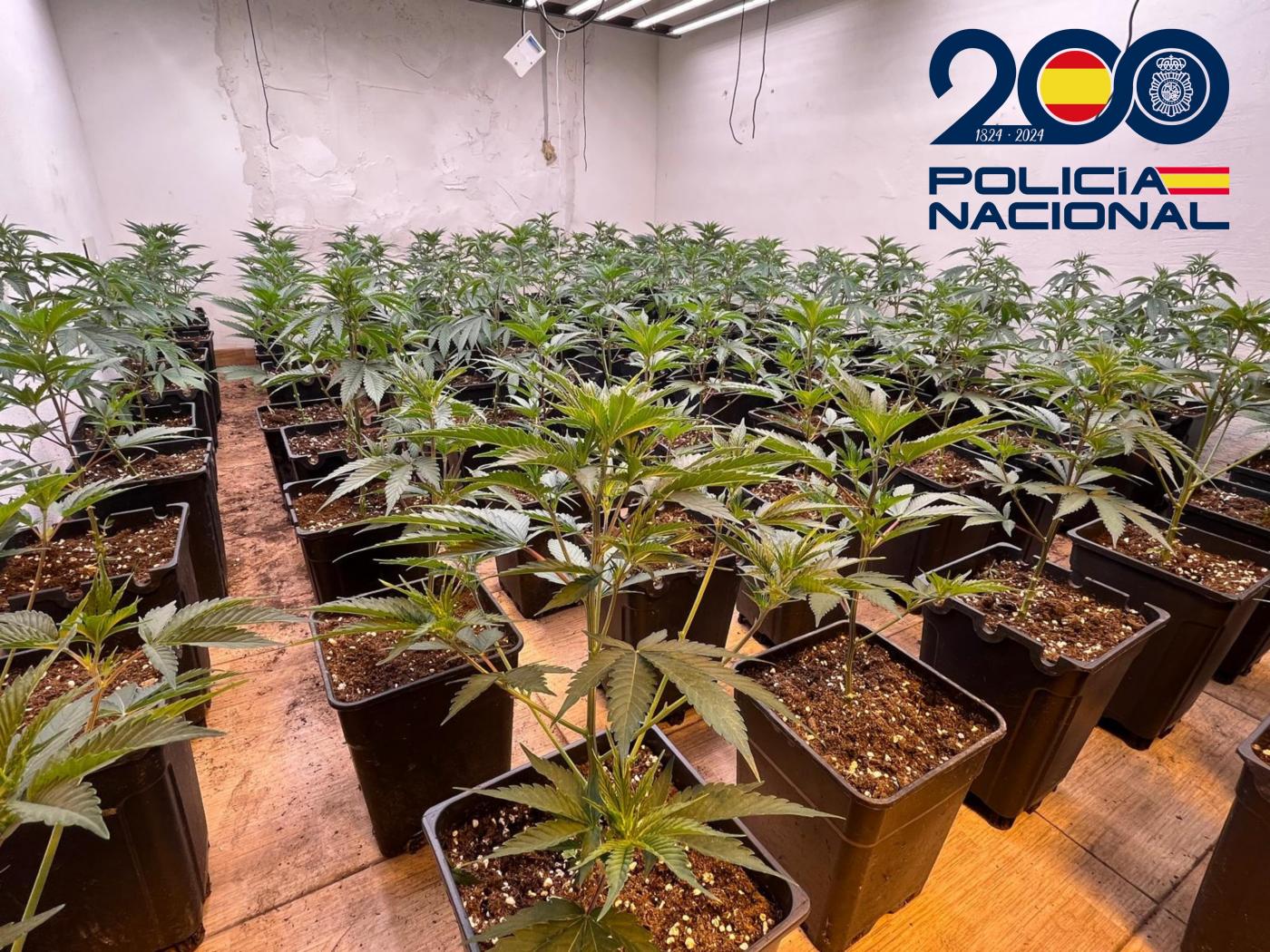 Plantación de marihuana desmantelada. - Europa Press.