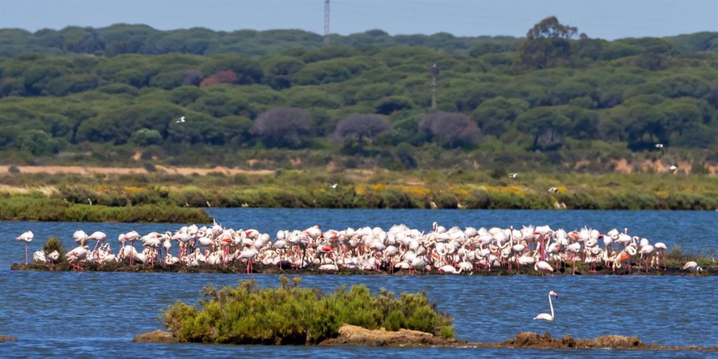 Flamencos en Marismas del Odiel (Huelva). - J.A.