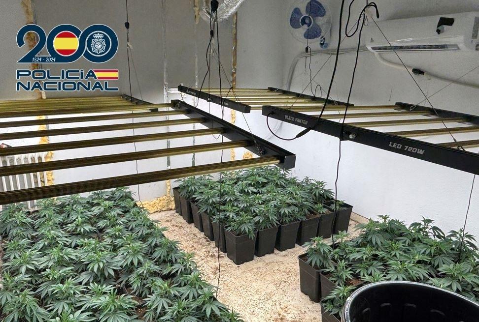 Dos detenidos con un cultivo de cerca de 700 plantas de marihuana en una vivienda