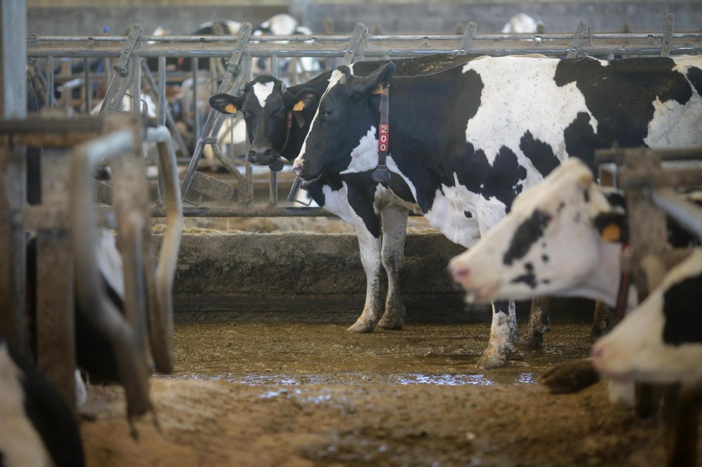 Vacas. - Europa Press.