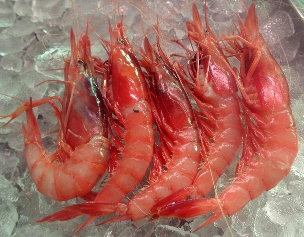 El Gobierno incrementa en casi 46 toneladas los topes de captura de gamba roja