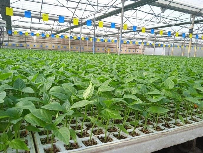 Asaja prevé un campaña hortícola marcada por la estabilidad en superficies