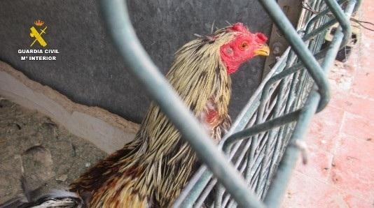 Un individuo puesto a disposición judicial por maltratar a once gallos