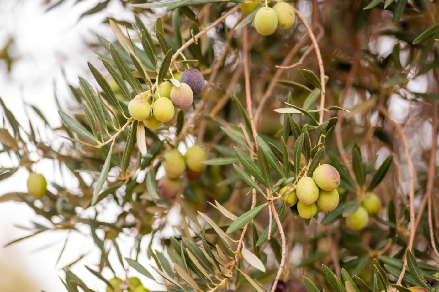 Fenoliva identifica la singularidad y beneficios saludables de los aceites de oliva virgen