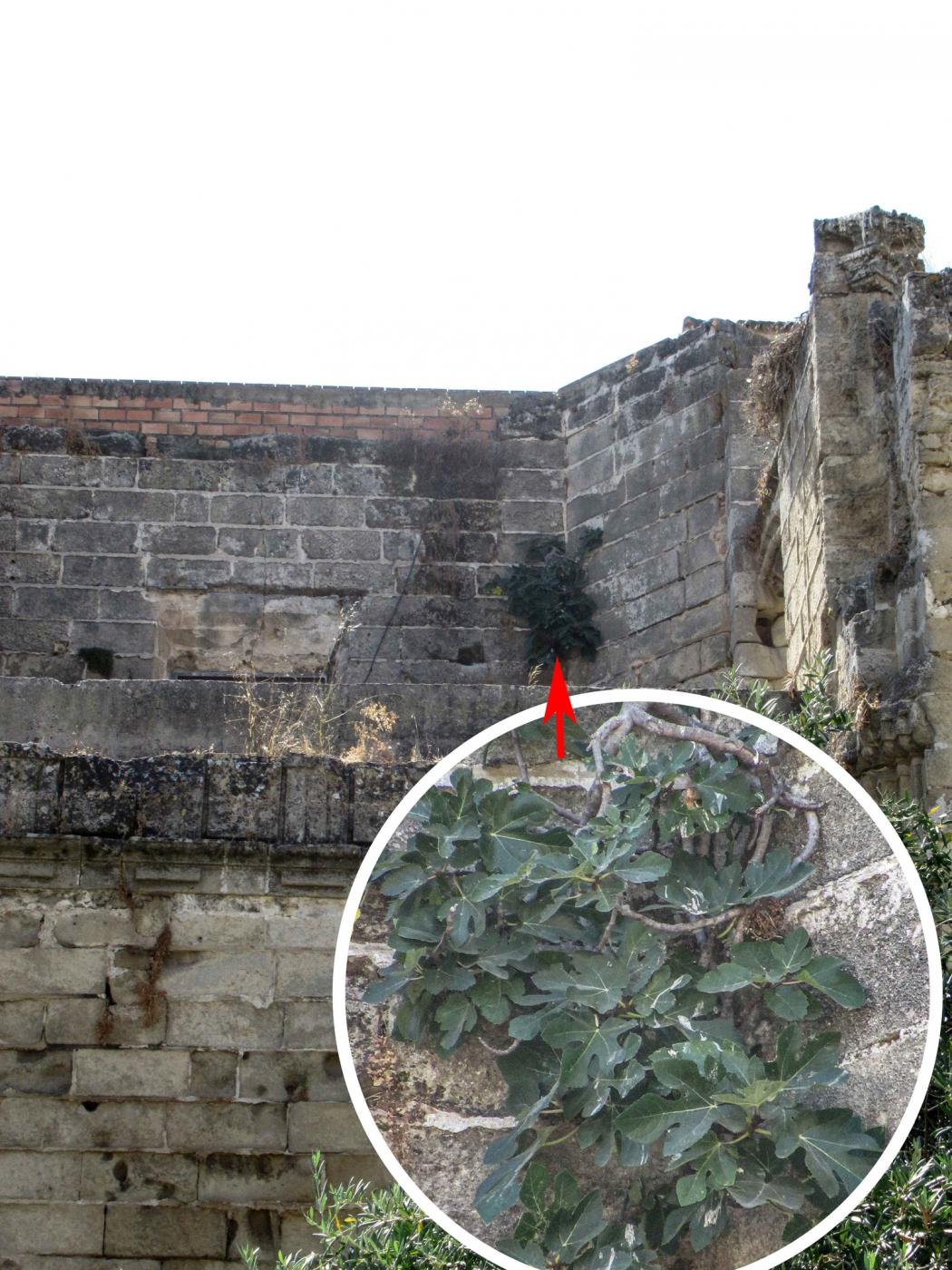BETILO denuncia que “la vegetación campa a sus anchas en el Monasterio de la Victoria”