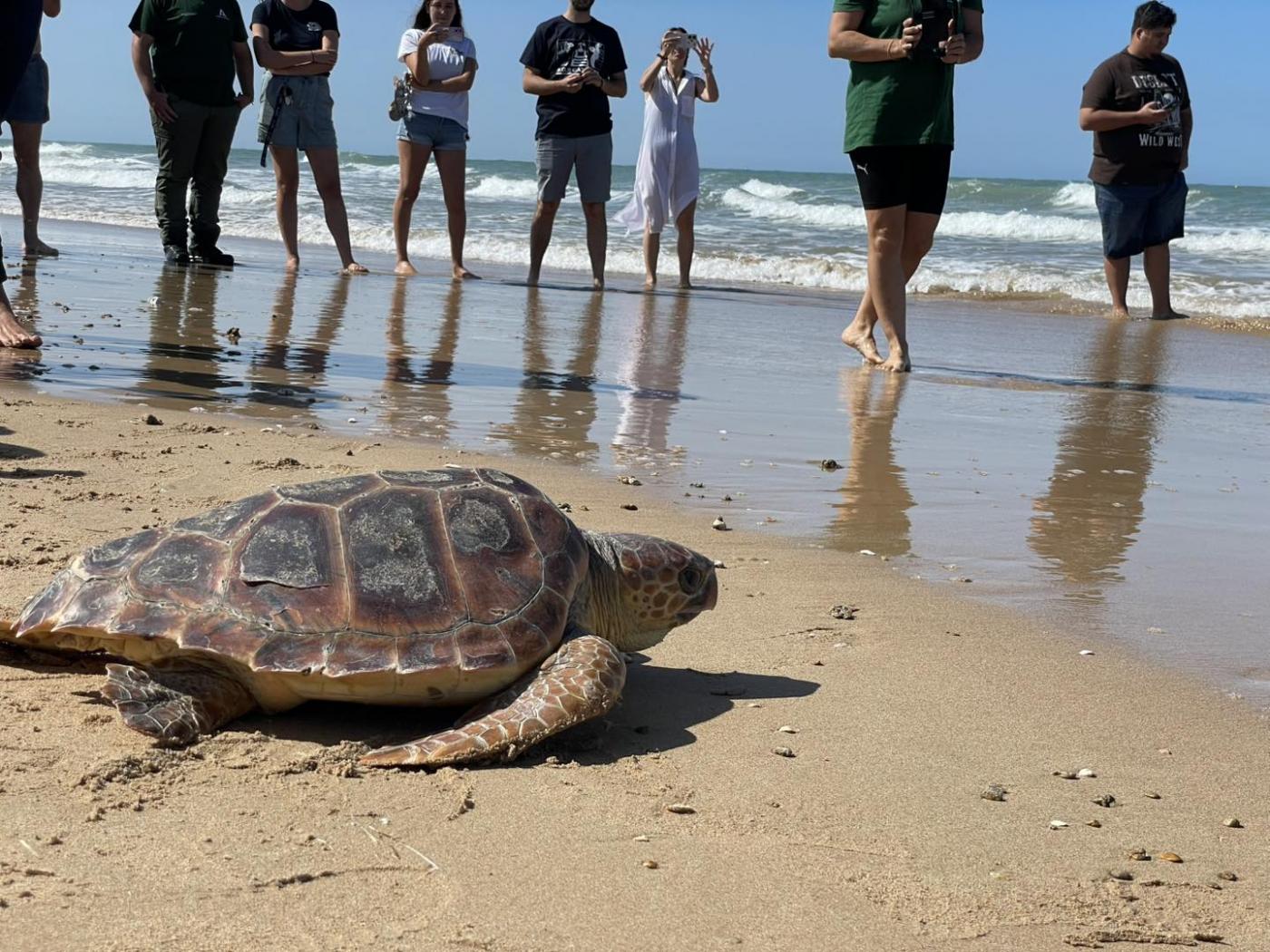 'Aquí salvamos tortugas' llega a Rota este miércoles para concienciar a la ciudadanía