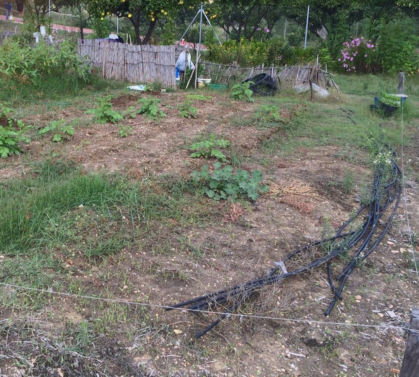 Destrozos en los huertos VH
