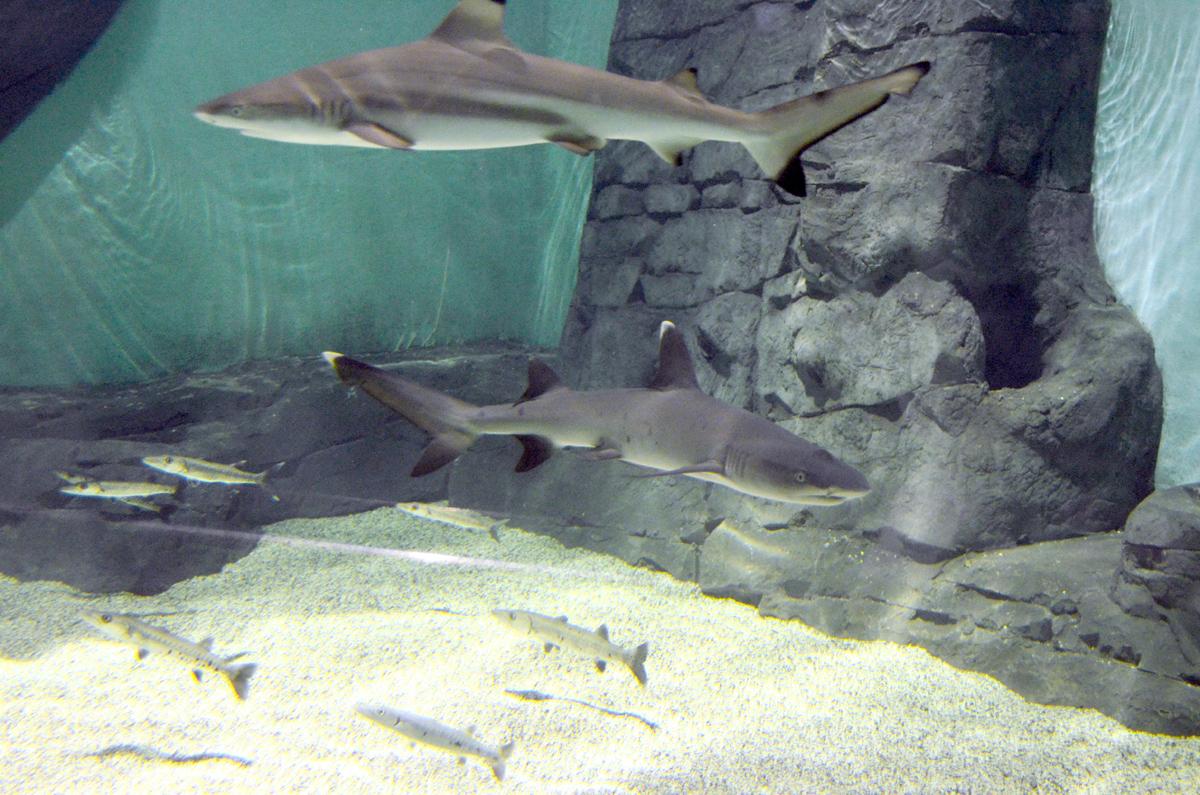 Tiburones de ambas especies Acuario