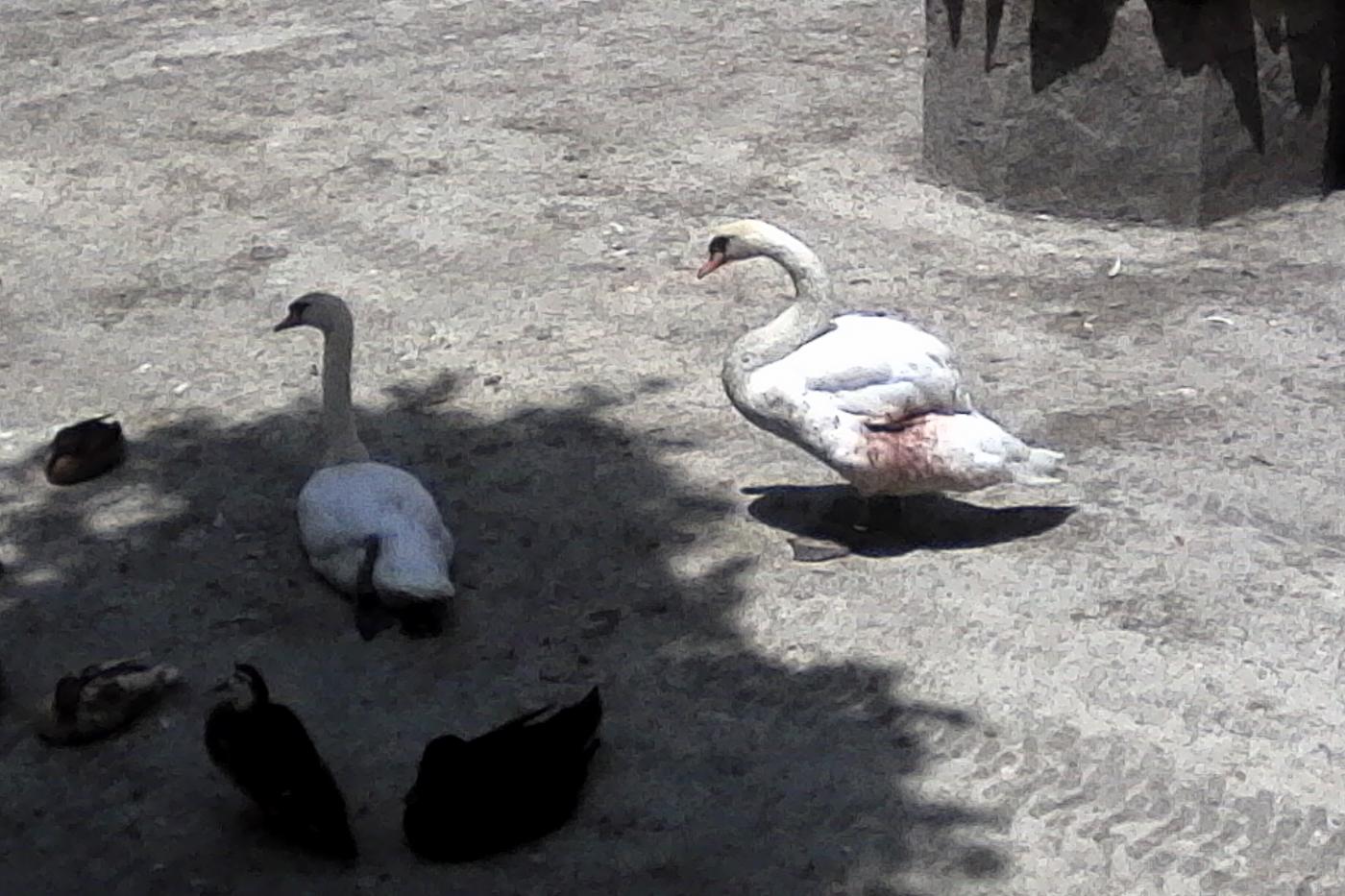 Patos sin agua Participa