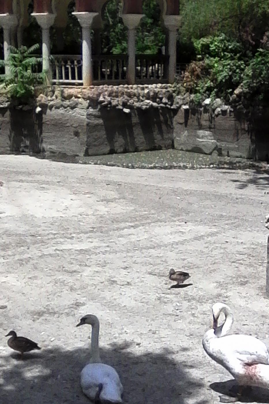 Patos sin agua Participa