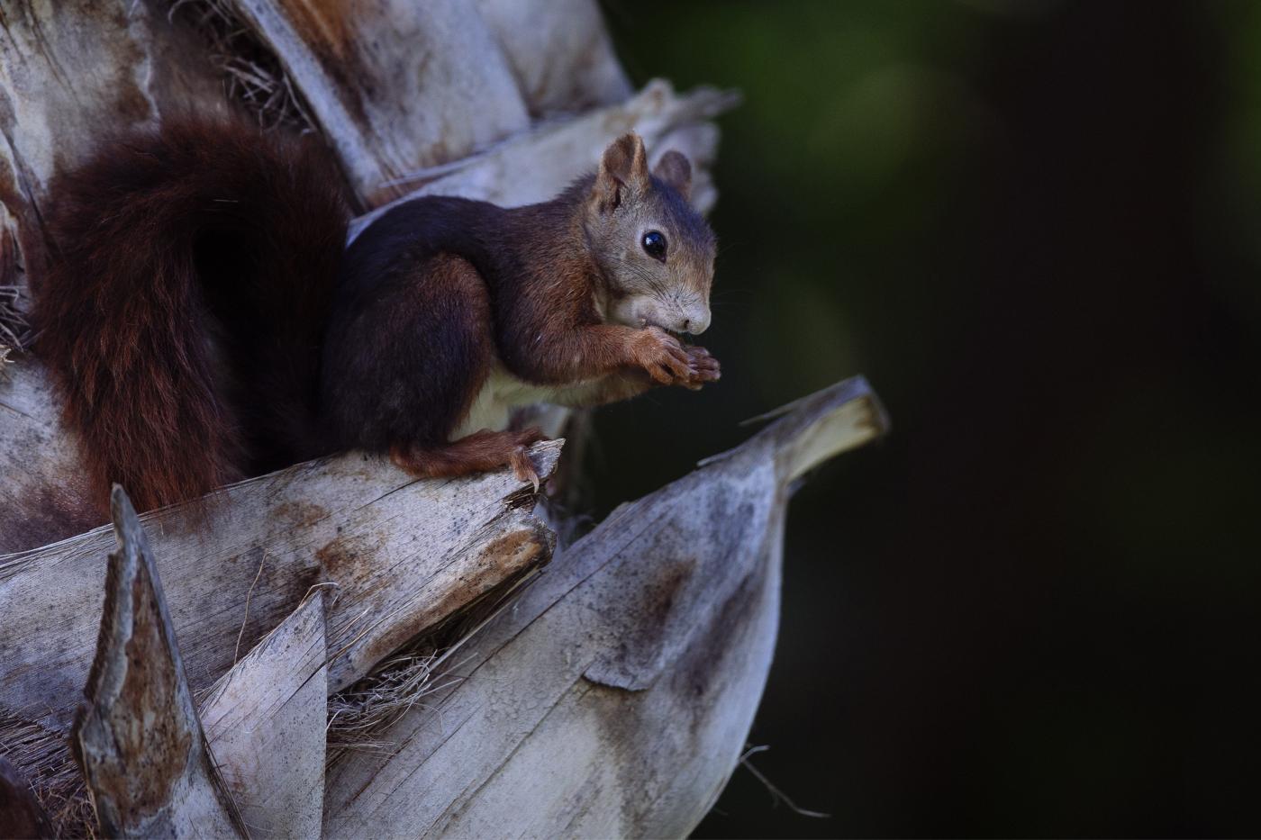Una ardilla se alimenta de una palmera en el parque de Alcazabillas en Málaga. EFE/Jorge Zapata