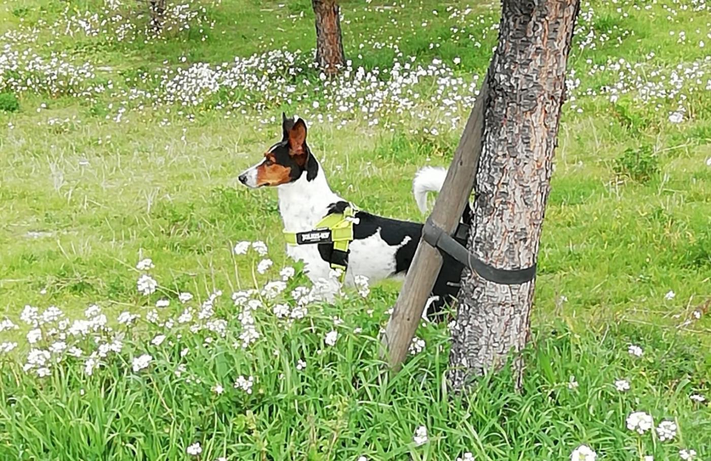 Charly en el campo. - EP